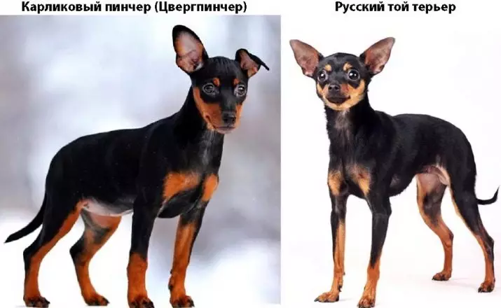 Hva er forskjellen mellom Pinscher fra Toy Terrier? 21 bilder beskrivelser av bergarter. Hvordan skille dem? 22887_2
