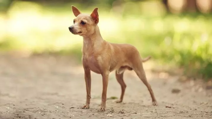 Qual é a diferença entre Pinscher do Toy Terrier? 21 fotos descrições de rochas. Como distingui-los? 22887_21