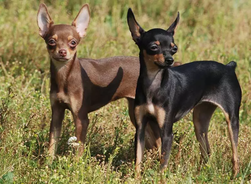 Waa maxay farqiga u dhexeeya pinscher laga soo bilaabo toy terrier? Sharaxaada Sawirada ee Dhagaxyada. Sidee loo kala saaraa? 22887_3