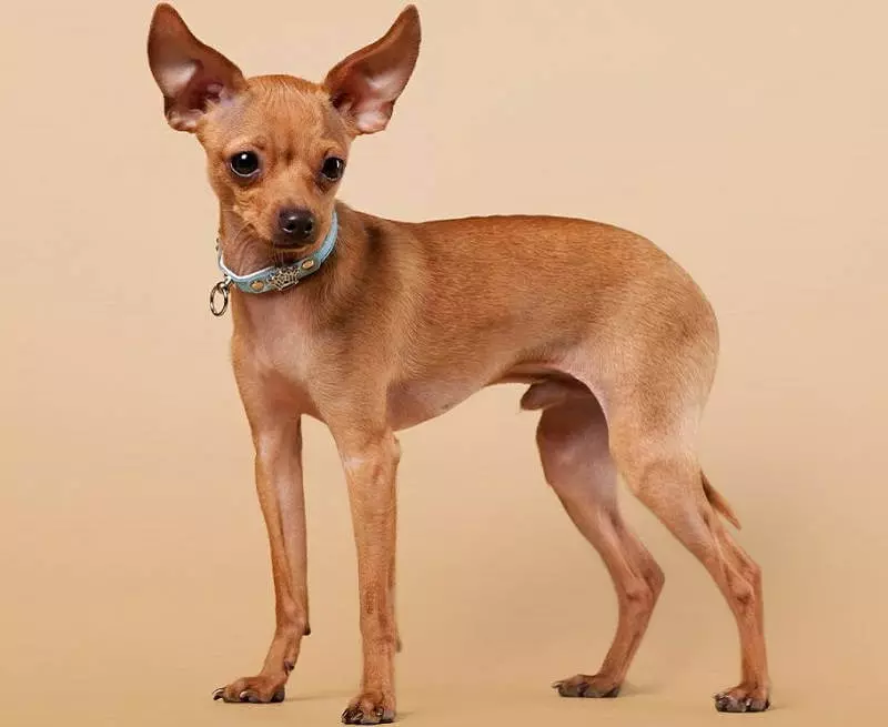 Vad är skillnaden mellan pinscher från Toy Terrier? 21 Bilder Beskrivningar av stenar. Hur man skiljer dem? 22887_4