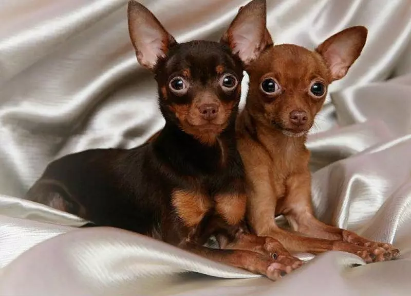 Wat is die verskil tussen Pinschers van Toy Terrier? 21 foto's beskrywings van rotse. Hoe om dit te onderskei? 22887_5