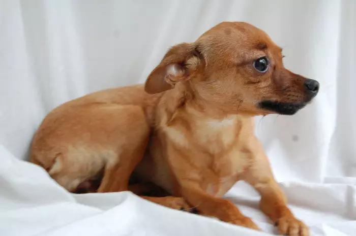 Vad är skillnaden mellan pinscher från Toy Terrier? 21 Bilder Beskrivningar av stenar. Hur man skiljer dem? 22887_6