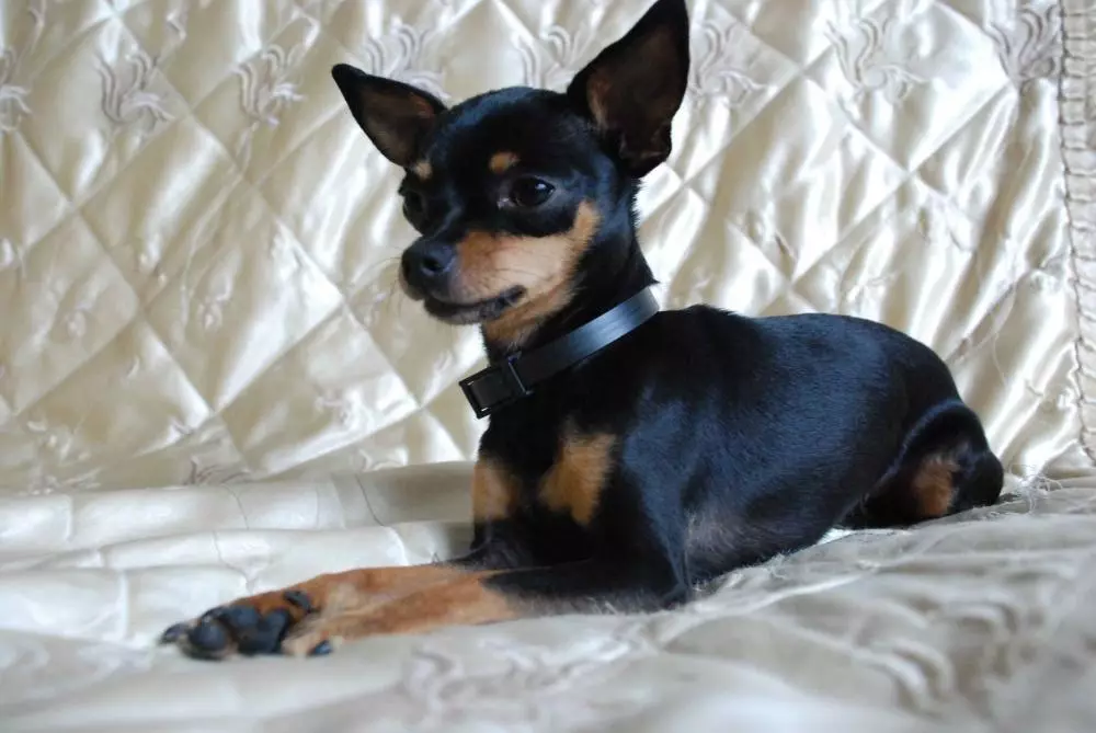 Gịnị bụ ihe dị iche n'etiti Pinscher si Toy Terrier? 21 photos nkowa nke nkume. Esi amata ha? 22887_7