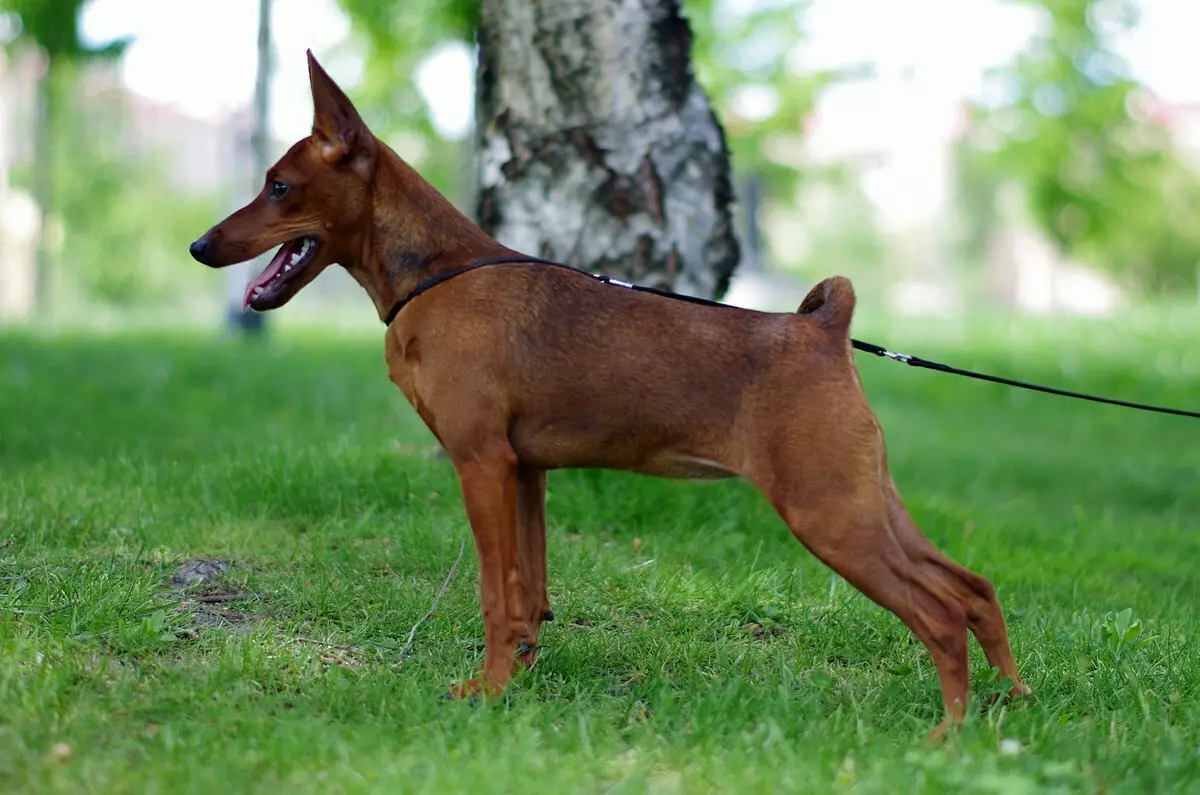 Qual é a diferença entre Pinscher do Toy Terrier? 21 fotos descrições de rochas. Como distingui-los? 22887_9