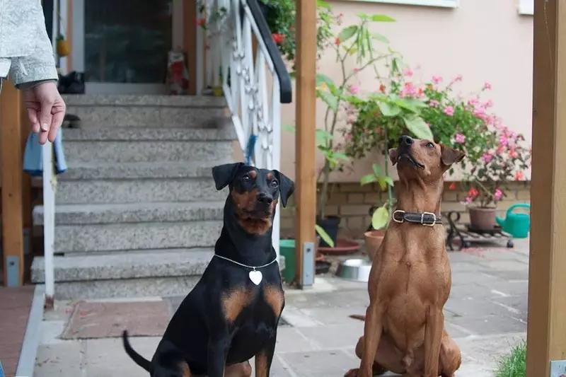 جرمن پنچرز (33 فوٹو): راک، معیاری کتے رنگوں کی تفصیل، کتوں کی خصوصیات. نسل کی معیشت کی طرح کیا نظر آتی ہے؟ 22888_17