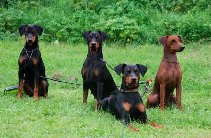 German Pinchers (33 foto): Deskripsi batu, warna anak anjing standar, karakteristik anjing. Seperti apa bentuk standar jenis itu? 22888_2