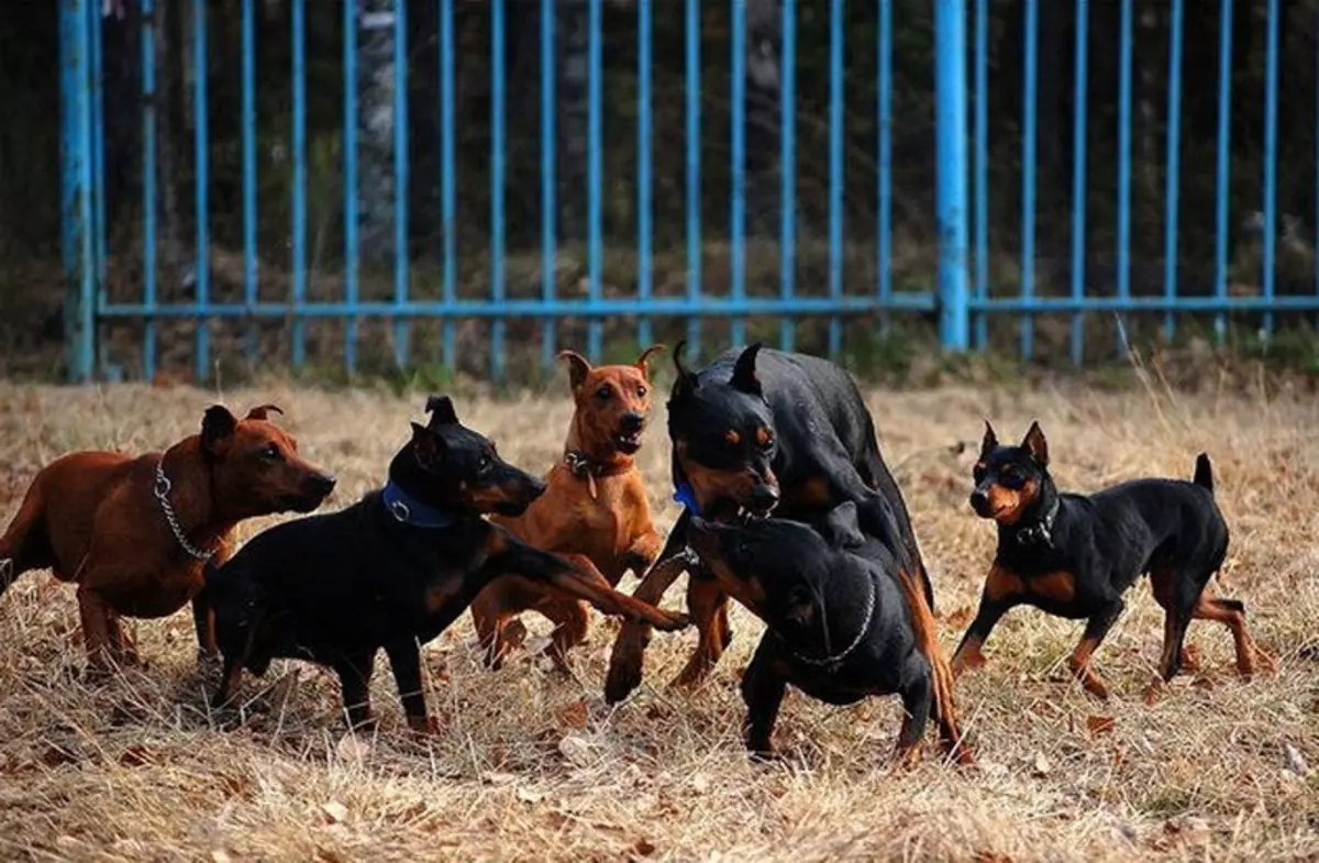 Nemecká Pinchers (33 fotiek): Popis skaly, štandardné šteňa farby, charakteristiky psov. Ako vyzerá štandard plemena? 22888_21