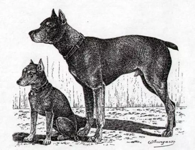 Немски пинки (33 снимки): Описание на породата, стандартна кученца, кучешки характер. Какво породата стандарт приличат? 22888_3