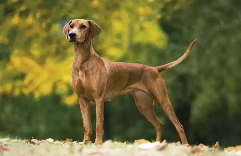 Nemški pinchers (33 fotografije): Opis kamna, standardnih kužalnih barv, značilnosti psov. Kako izgleda standard pasme? 22888_4