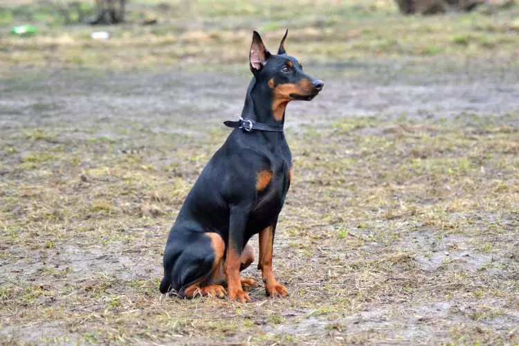 Duitse Pinchers (33 foto's): Beschrijving van rock, standaard puppy kleuren, kenmerken van de honden. Wat doet de rasstandaard eruit? 22888_8