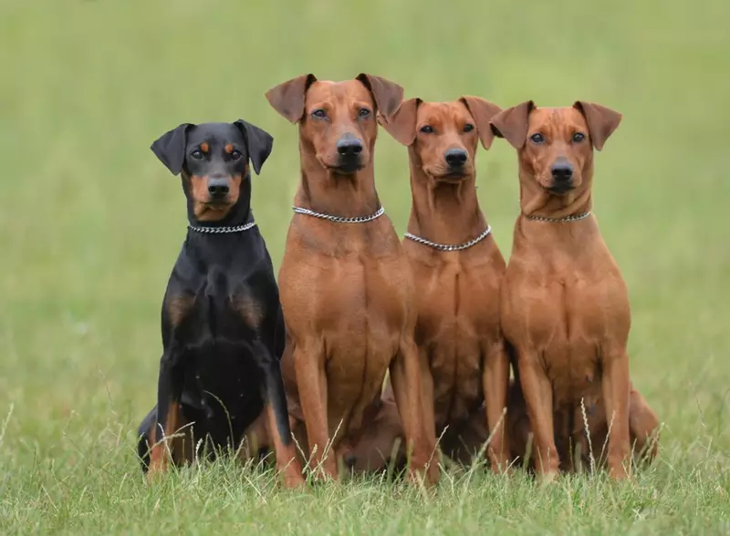 जर्मन पिंचर (33 फोटो): रॉक, मानक पिल्ला रंगाचे वर्णन, कुत्र्यांचे वैशिष्ट्य. प्रजनन मानक कशासारखे दिसते? 22888_9