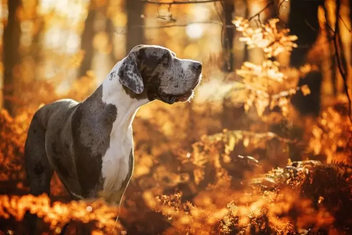 Немско куче (73 снимки): характеристики на породата. Черно и мраморни кученца, сини и други цветове. Характер на кучета 22891_10