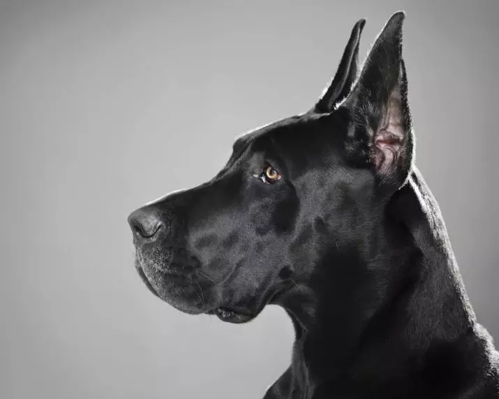 Немско куче (73 снимки): характеристики на породата. Черно и мраморни кученца, сини и други цветове. Характер на кучета 22891_13