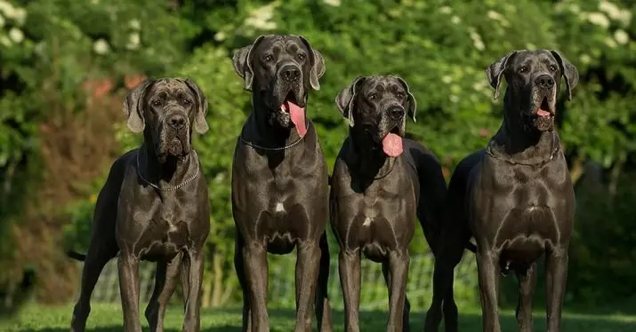 Anjing Jerman (73 gambar): Ciri-ciri baka. Puppy hitam dan marmar, warna biru dan lain-lain. Watak anjing. 22891_17