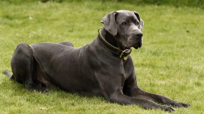 Anjing Jerman (73 gambar): Ciri-ciri baka. Puppy hitam dan marmar, warna biru dan lain-lain. Watak anjing. 22891_2
