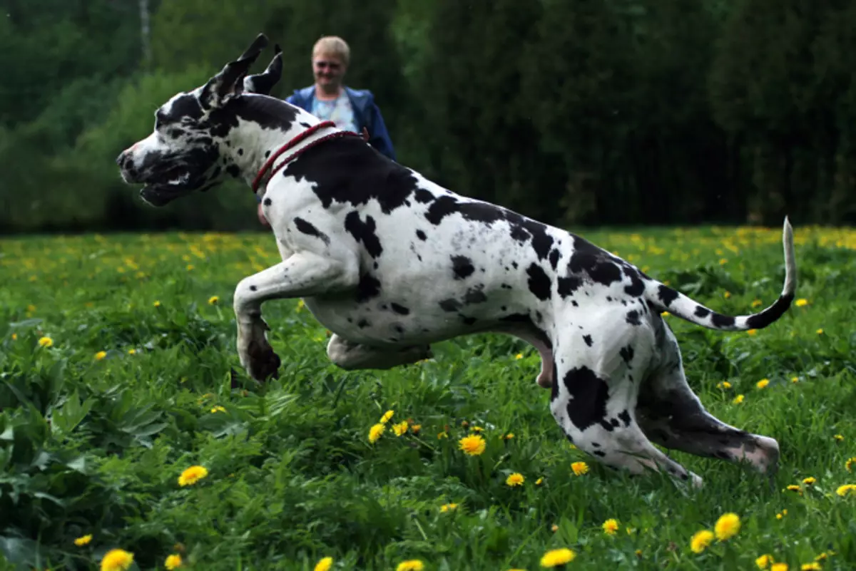 Немско куче (73 снимки): характеристики на породата. Черно и мраморни кученца, сини и други цветове. Характер на кучета 22891_22