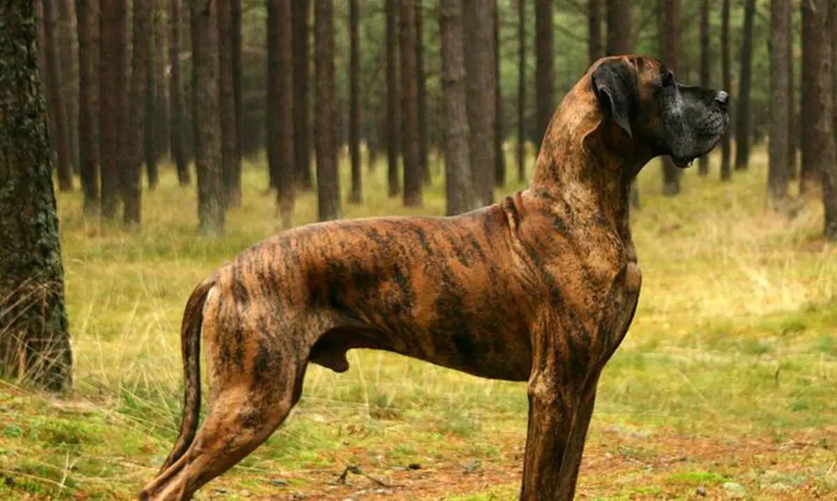 Anjing Jerman (73 gambar): Ciri-ciri baka. Puppy hitam dan marmar, warna biru dan lain-lain. Watak anjing. 22891_23