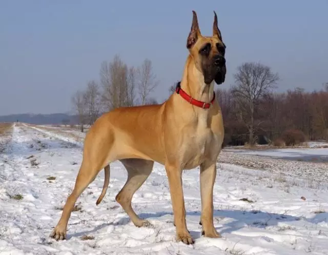 Немско куче (73 снимки): характеристики на породата. Черно и мраморни кученца, сини и други цветове. Характер на кучета 22891_25