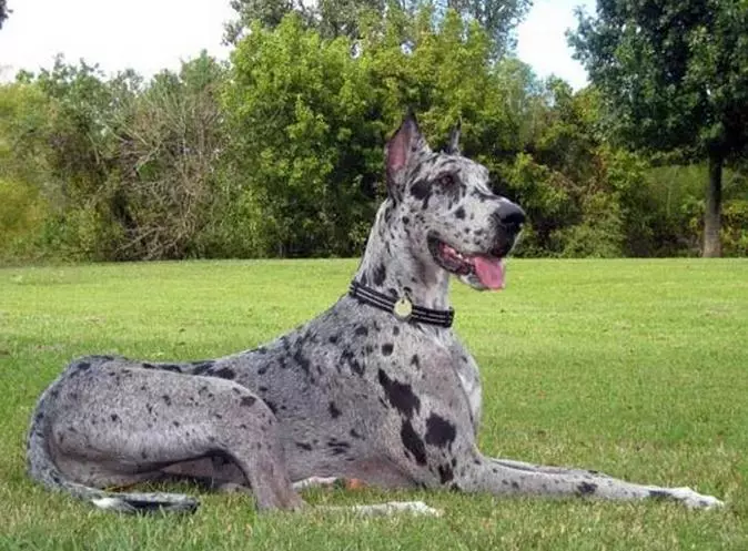 Немско куче (73 снимки): характеристики на породата. Черно и мраморни кученца, сини и други цветове. Характер на кучета 22891_28