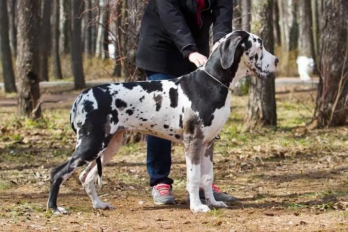 Немско куче (73 снимки): характеристики на породата. Черно и мраморни кученца, сини и други цветове. Характер на кучета 22891_36