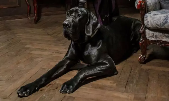 Немско куче (73 снимки): характеристики на породата. Черно и мраморни кученца, сини и други цветове. Характер на кучета 22891_40
