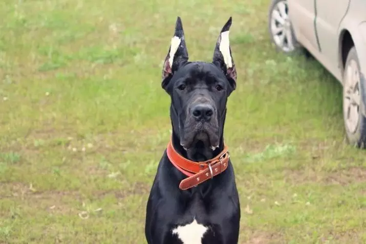 Немско куче (73 снимки): характеристики на породата. Черно и мраморни кученца, сини и други цветове. Характер на кучета 22891_54