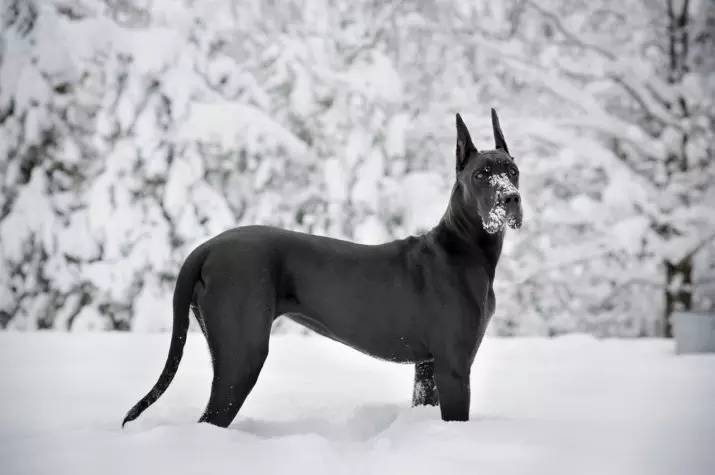 Anjing Jerman (73 gambar): Ciri-ciri baka. Puppy hitam dan marmar, warna biru dan lain-lain. Watak anjing. 22891_69