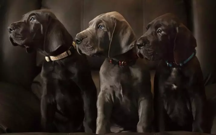 Anjing Jerman (73 gambar): Ciri-ciri baka. Puppy hitam dan marmar, warna biru dan lain-lain. Watak anjing. 22891_73