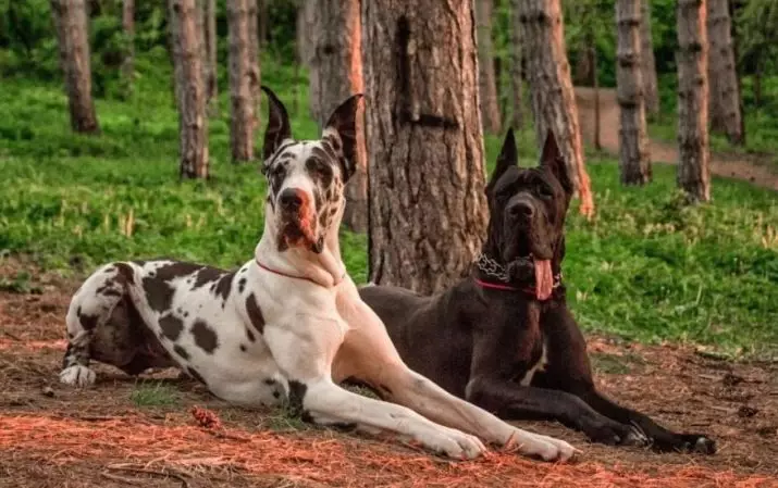 Anjing Jerman (73 gambar): Ciri-ciri baka. Puppy hitam dan marmar, warna biru dan lain-lain. Watak anjing. 22891_8