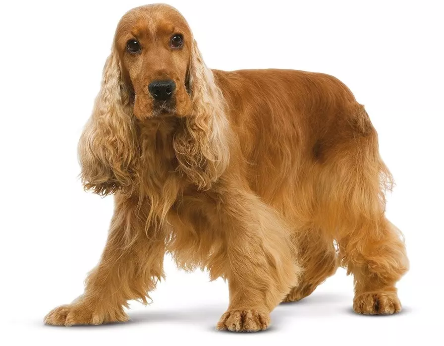 انگلیسی Spaniel Cocker (80 عکس): شرح نژاد سگ ها. توله سگ های زنجبیل و سیاه چیه؟ مراقبت و لباس، بررسی 22892_10