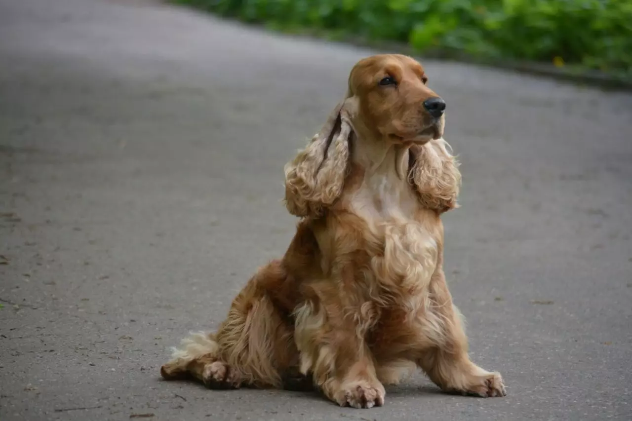 انگلیسی Spaniel Cocker (80 عکس): شرح نژاد سگ ها. توله سگ های زنجبیل و سیاه چیه؟ مراقبت و لباس، بررسی 22892_11