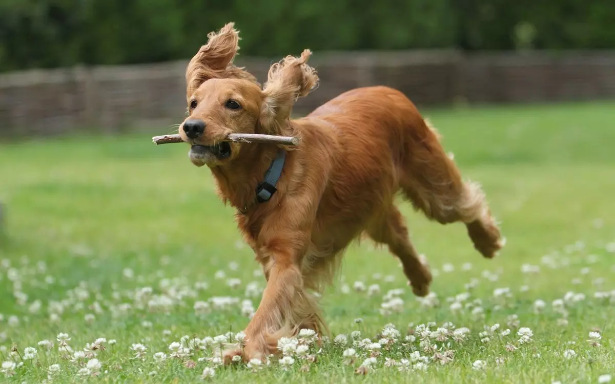 Engelse Cocker Spaniel (80 foto's): beschrijving van het ras van honden. Hoe zien Ginger en Black Puppies eruit? Zorg en kleding, reviews 22892_12