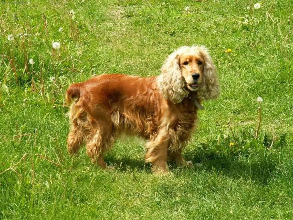 انگلیسی Spaniel Cocker (80 عکس): شرح نژاد سگ ها. توله سگ های زنجبیل و سیاه چیه؟ مراقبت و لباس، بررسی 22892_13