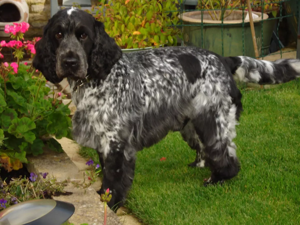 Engelse Cocker Spaniel (80 foto's): beschrijving van het ras van honden. Hoe zien Ginger en Black Puppies eruit? Zorg en kleding, reviews 22892_14