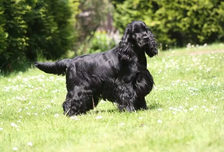 Engelse Cocker Spaniel (80 foto's): beschrijving van het ras van honden. Hoe zien Ginger en Black Puppies eruit? Zorg en kleding, reviews 22892_15