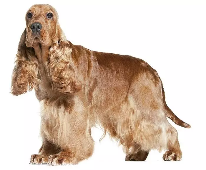 انگلیسی Spaniel Cocker (80 عکس): شرح نژاد سگ ها. توله سگ های زنجبیل و سیاه چیه؟ مراقبت و لباس، بررسی 22892_16