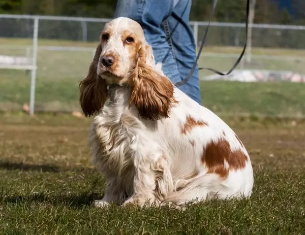 انگلیسی Spaniel Cocker (80 عکس): شرح نژاد سگ ها. توله سگ های زنجبیل و سیاه چیه؟ مراقبت و لباس، بررسی 22892_17