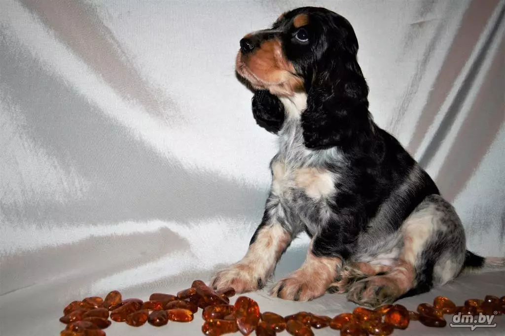 Engelse Cocker Spaniel (80 foto's): beschrijving van het ras van honden. Hoe zien Ginger en Black Puppies eruit? Zorg en kleding, reviews 22892_18