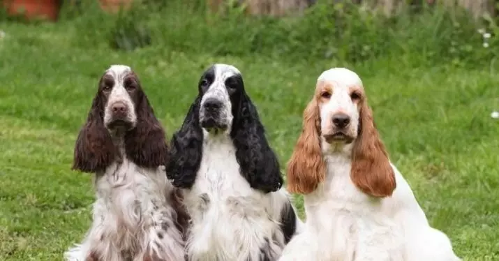 انگلیسی Spaniel Cocker (80 عکس): شرح نژاد سگ ها. توله سگ های زنجبیل و سیاه چیه؟ مراقبت و لباس، بررسی 22892_2