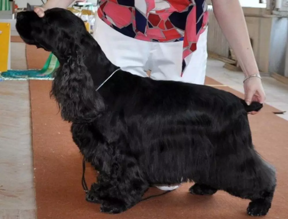 انگلیسی Spaniel Cocker (80 عکس): شرح نژاد سگ ها. توله سگ های زنجبیل و سیاه چیه؟ مراقبت و لباس، بررسی 22892_21