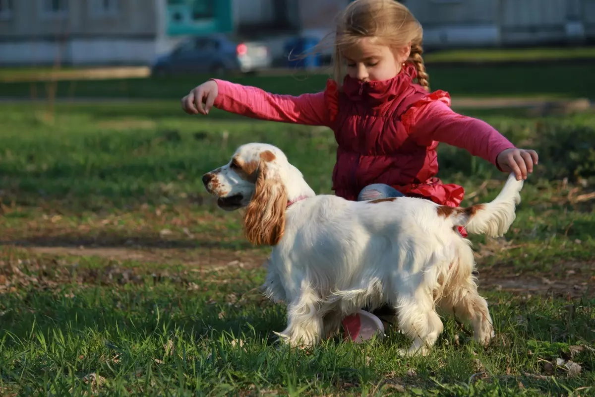 انگلیسی Spaniel Cocker (80 عکس): شرح نژاد سگ ها. توله سگ های زنجبیل و سیاه چیه؟ مراقبت و لباس، بررسی 22892_27