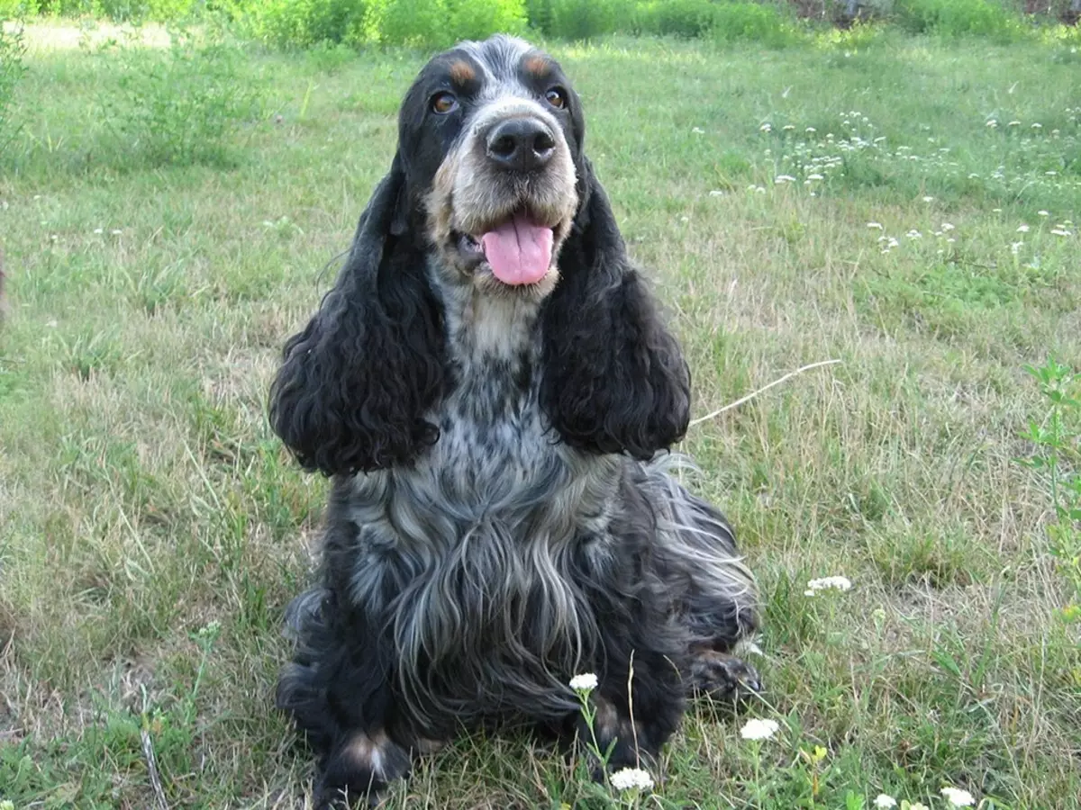 انگلیسی Spaniel Cocker (80 عکس): شرح نژاد سگ ها. توله سگ های زنجبیل و سیاه چیه؟ مراقبت و لباس، بررسی 22892_30