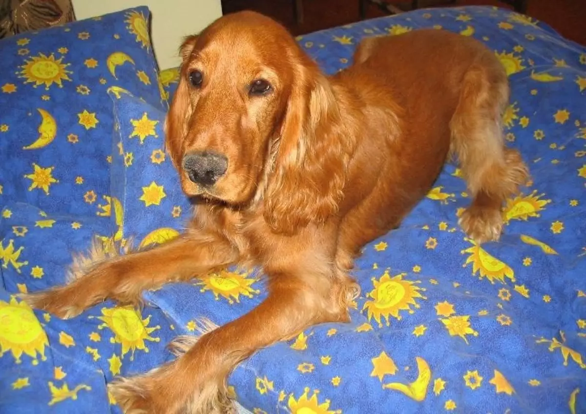 انگلیسی Spaniel Cocker (80 عکس): شرح نژاد سگ ها. توله سگ های زنجبیل و سیاه چیه؟ مراقبت و لباس، بررسی 22892_31