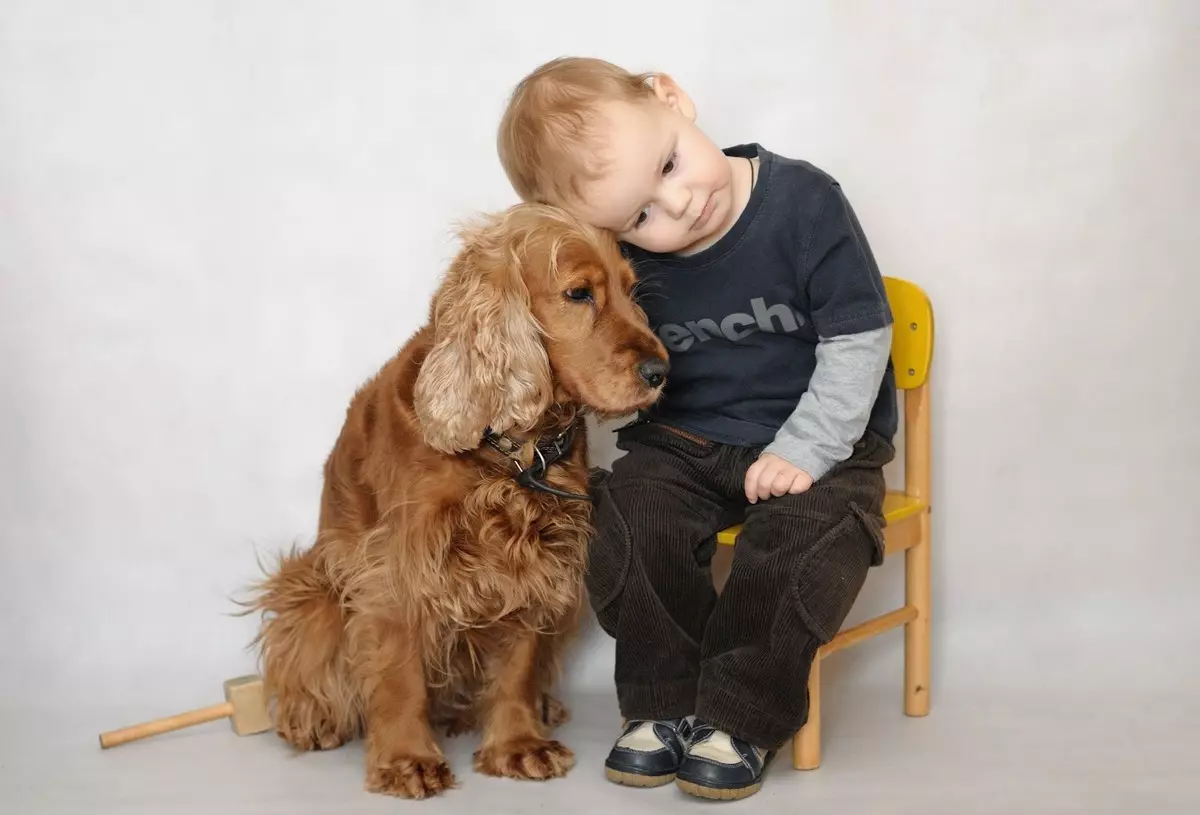 Engelse Cocker Spaniel (80 foto's): beschrijving van het ras van honden. Hoe zien Ginger en Black Puppies eruit? Zorg en kleding, reviews 22892_35
