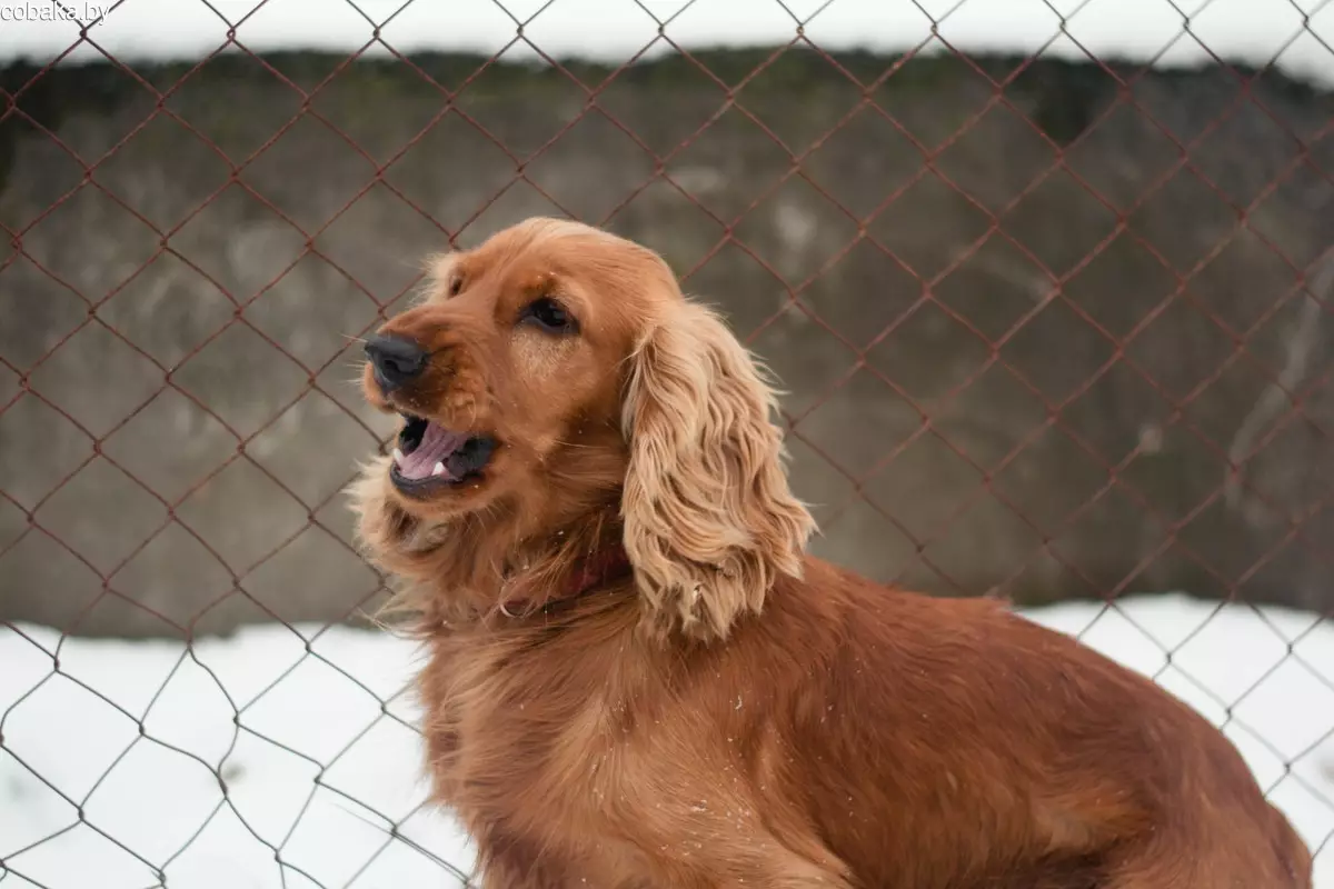 انگلیسی Spaniel Cocker (80 عکس): شرح نژاد سگ ها. توله سگ های زنجبیل و سیاه چیه؟ مراقبت و لباس، بررسی 22892_39