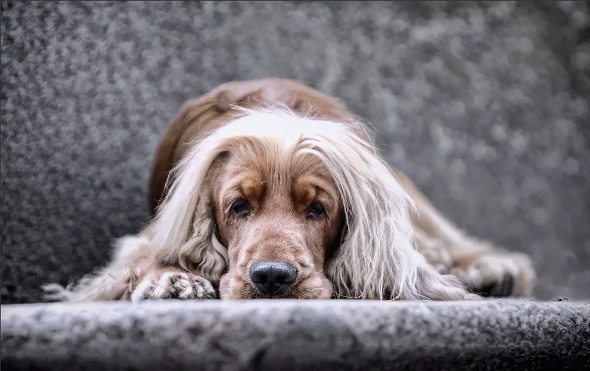 انگلیسی Spaniel Cocker (80 عکس): شرح نژاد سگ ها. توله سگ های زنجبیل و سیاه چیه؟ مراقبت و لباس، بررسی 22892_40