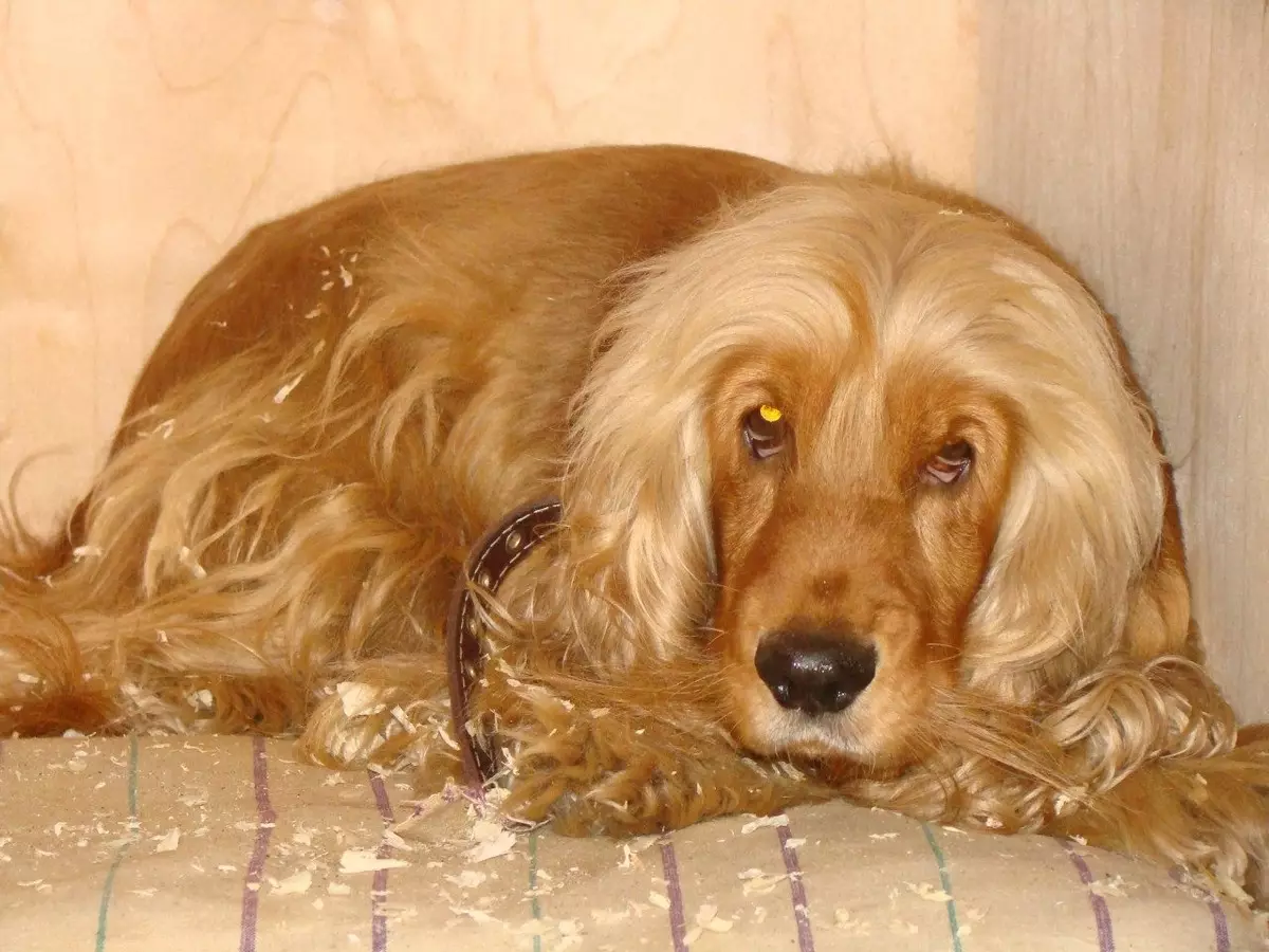 انگلیسی Spaniel Cocker (80 عکس): شرح نژاد سگ ها. توله سگ های زنجبیل و سیاه چیه؟ مراقبت و لباس، بررسی 22892_41