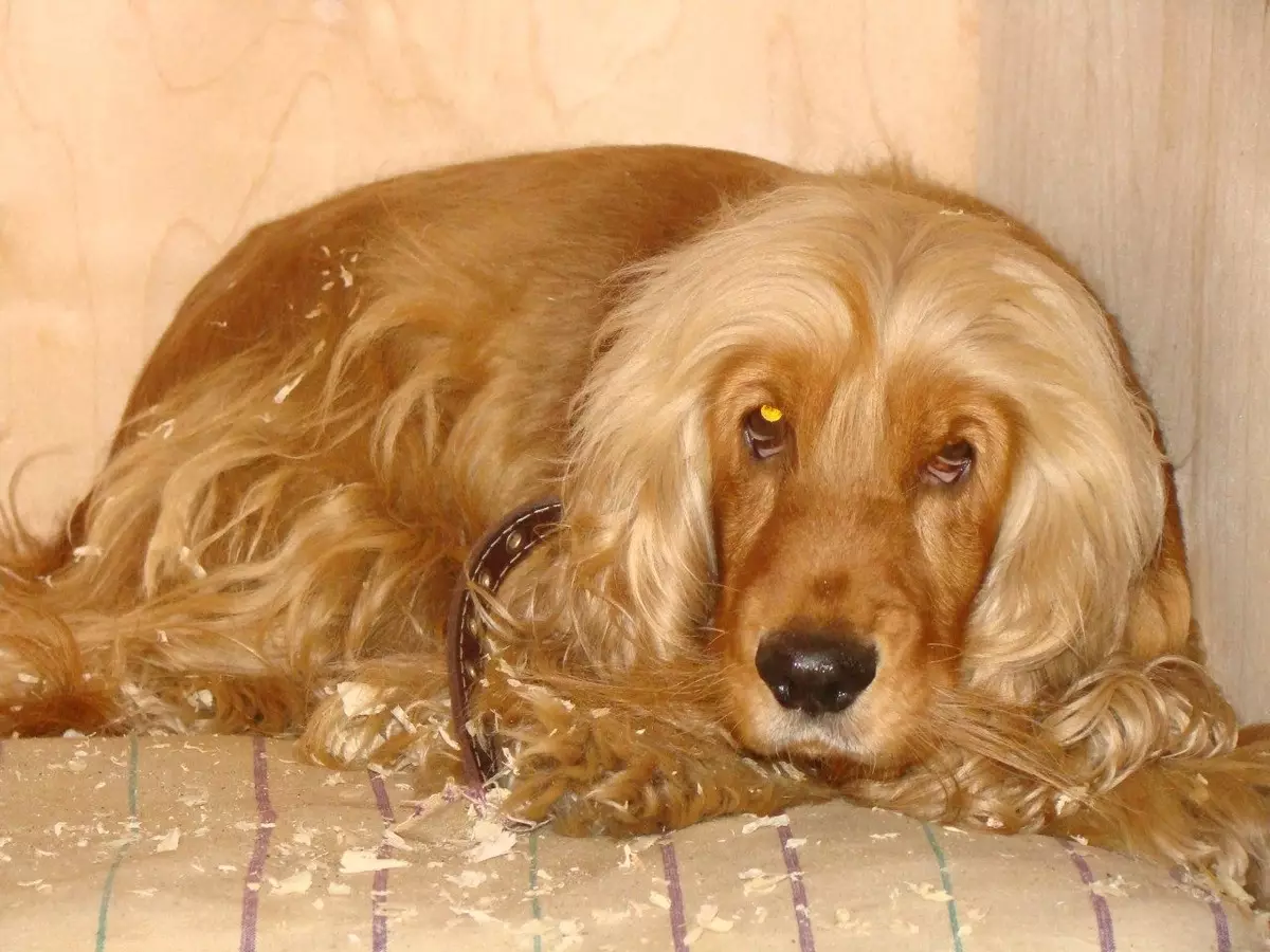 Engelse Cocker Spaniel (80 foto's): beschrijving van het ras van honden. Hoe zien Ginger en Black Puppies eruit? Zorg en kleding, reviews 22892_41