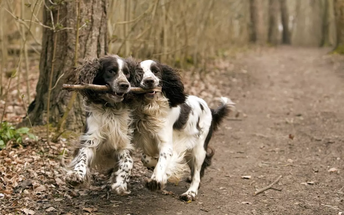 انگلیسی Spaniel Cocker (80 عکس): شرح نژاد سگ ها. توله سگ های زنجبیل و سیاه چیه؟ مراقبت و لباس، بررسی 22892_44
