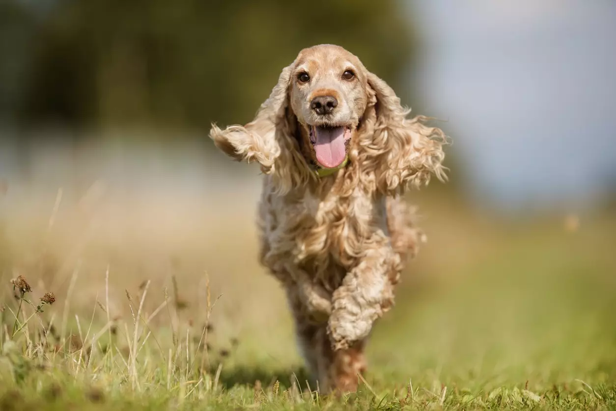 انگلیسی Spaniel Cocker (80 عکس): شرح نژاد سگ ها. توله سگ های زنجبیل و سیاه چیه؟ مراقبت و لباس، بررسی 22892_45